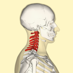 250px-Cervical_vertebrae_lateral2